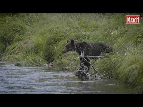 VIDEO : Sur les traces du grizzli en Colombie-Britannique