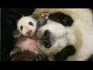 2,8 kg et un beau pelage, le bébé panda du zoo de Beauval a bien grandi