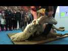 Watch video of With France Set To Host The World Sheep Shearing Championships For The First Time In July 2019, A Marathon 24-hour Shearing Event Will Be Organised A Year Before In The Central Commune Of Vienne. The Announcement Was Made During A Sheep Shearing Showcase At The Paris Agriculture Show, In Which A Sheep Was Shaved In Only One Minute. - France to host 24-hour sheep shearing marathon - Label : AFP EN  -