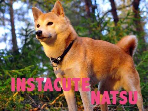 VIDEO : Dcouvrez Natsu, le chien de Squeezie !