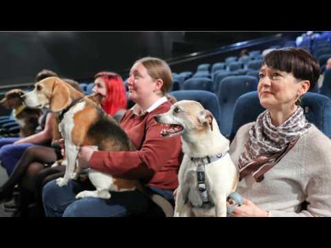 VIDEO : 5 Dog-Friendly Movie Theatres Around the Globe