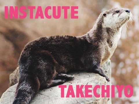 VIDEO : Dcouvrez Takechiyo, la loutre domestique japonaise : So cute !