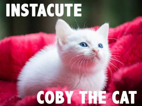 VIDEO : Coby : ce chat aux yeux bleus va vous faire craquer !