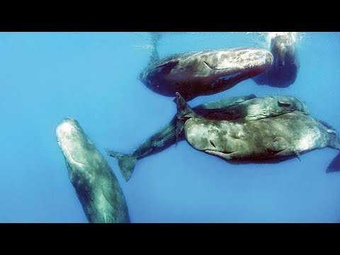 VIDEO : Pollution sonore marine : Le ?Monde du silence? du commandant Cousteau en danger