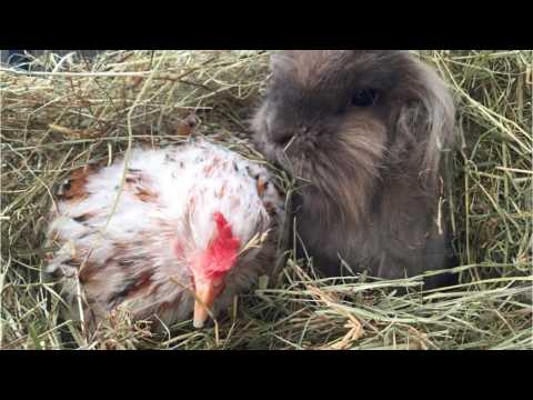 VIDEO : Why A Pet Chicken?