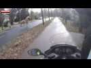 Pays-Bas : Un homme en scooter rattrape un cheval en fuite (Vidéo)
