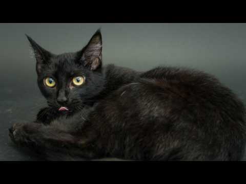 VIDEO : 'Black Panther' Inspires People Ton Adopt More Black Cats