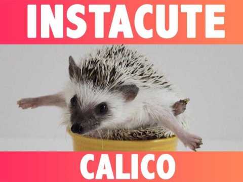 VIDEO : INSTACUTE : Oatmeal et Calico : Le couple de hrissons stars d?Instagram !