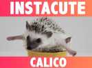 INSTACUTE : Oatmeal et Calico : Le couple de hérissons stars d'Instagram !