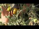 Agriculture bio : Les tomates de toutes les couleurs