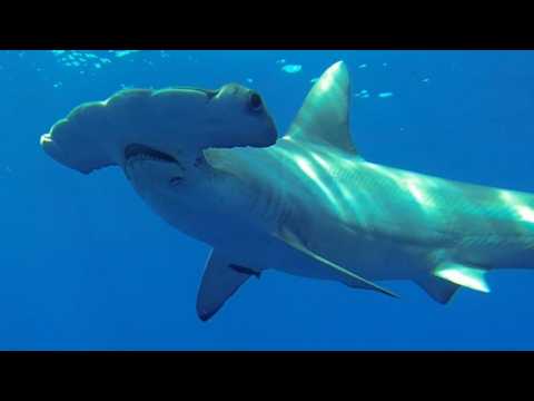VIDEO : Discovery Channel Asks 'Shark Week' Fans To Donate