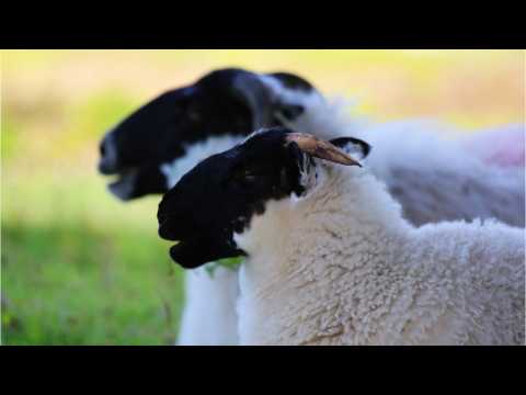 VIDEO : Is This Eight-Hour Sheep Epic `The Dullest Movie Ever'?