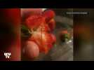En Australie, des aiguilles à coudre découvertes cachées dans des fraises