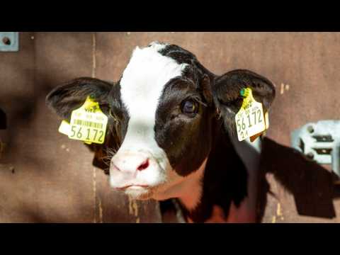 VIDEO : Cow From Ohio Suddenly Famous