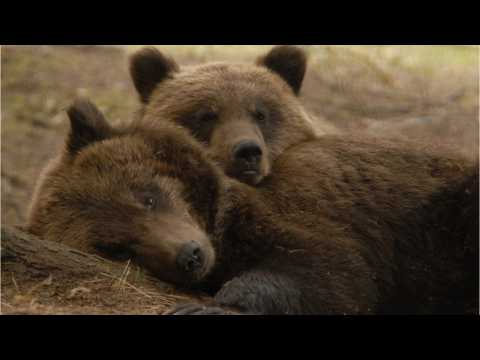 VIDEO : Story Of Bear That Fought Nazis Being Made Into Movie