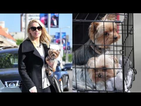 VIDEO : Amber Heard accuse d'avoir amen ses chiens illgalement en Australie