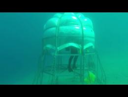 Logran cultivar albahaca bajo el mar