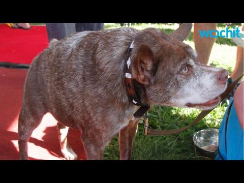VIDEO : 2015 World's Ugliest Dog Gets Makeover on Jimmy Kimmel Live