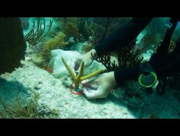 Los jardineros de corales de Miami