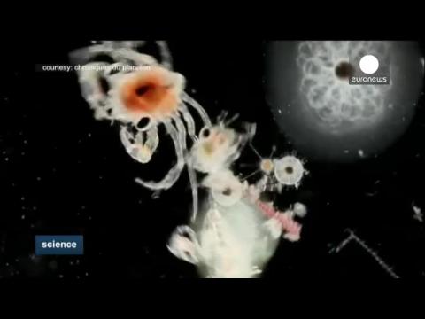 Le plancton, cet étonnant poumon secret de la Terre