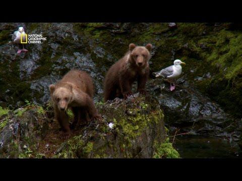 Rencontre avec ours