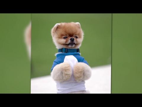 VIDEO : Meet Jiff: Katy Perry's Mega-Cute Pomeranian Co-Star