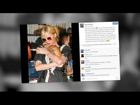 VIDEO : Paris Hilton Remembers Her Dog Tinkerbell