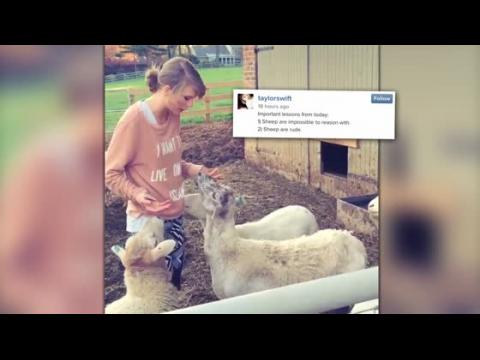 VIDEO : Taylor Swift Records a 'Baaaad' Confrontation With Sheep