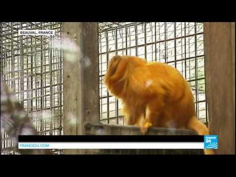 FRANCE - Police on the hunt for rare stolen monkeys