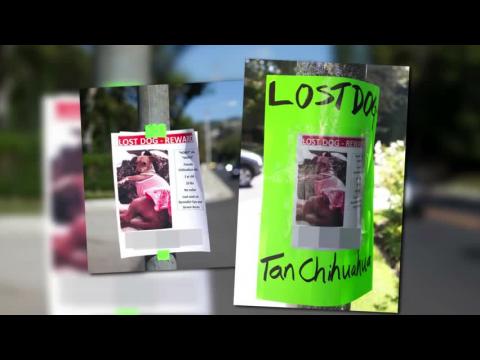 VIDEO : Suri Cruise's Dog Has Gone Missing