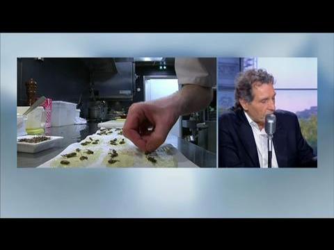 quel insecte peut on elever