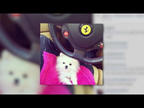 VIDEO : Paris Hilton Introduces Her New Pet Pomeranian Prince Hilton
