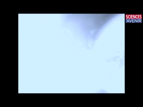 ASTRO. L'étoile la plus rapide de la galaxie