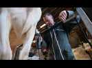 Entretien avec Jean Francois Nys, coiffeur pour vaches