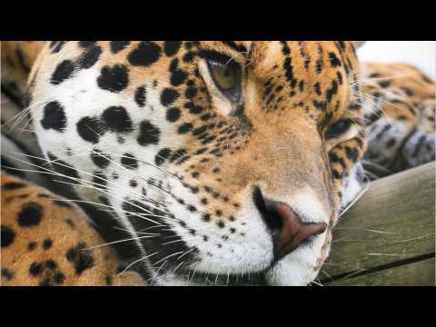 VIDEO : Jaguar Attacked Woman On Phone Snapping Selfie