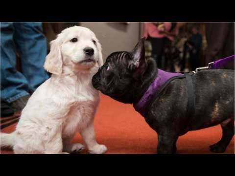 VIDEO : This U.S. Dog Breed Is Number One For A Record 28th Year