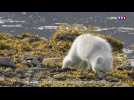 Islande : le dernier sanctuaire des renards blancs