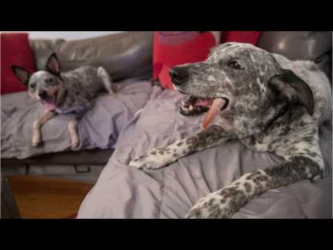 VIDEO : Dogs Have Personalities Like Humans
