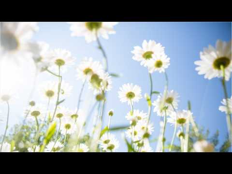 VIDEO : How To Have A Slow And Enjoyable Summer