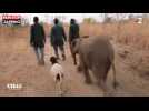Burkina Faso : Un éléphanteau se lie d'amitié avec un mouton (vidéo)