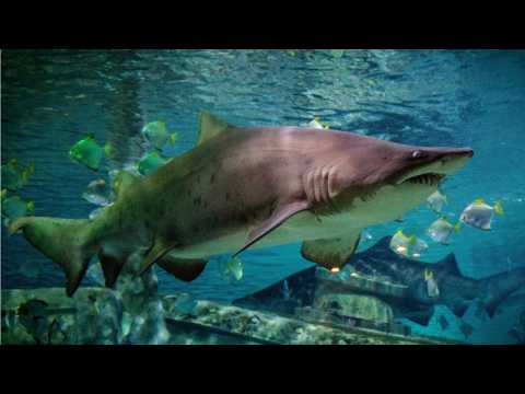 VIDEO : ?Shark Week? Coming Soon