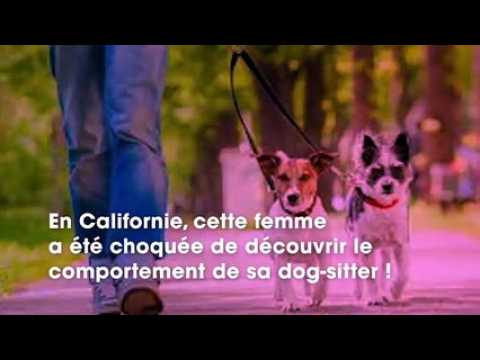 VIDEO : Elle dcouvre avec horreur sur sa vido-surveillance ce que fait sa dog-sitter au lieu de s?