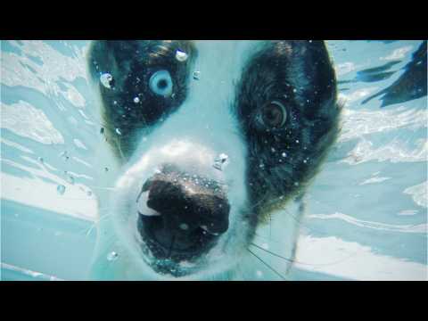 VIDEO : Pool Safety Tips For Your Furry Dog Friends