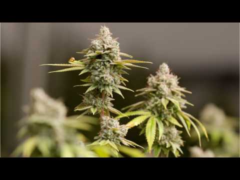 VIDEO : Cannabis Has Come Very Far