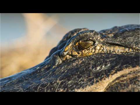 VIDEO : Alligator Crashes Picnic