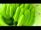 Martinique : la production de bananes s'offre un second souffle