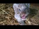Peruvian zoo shows off newborn Bengal tiger cubs
