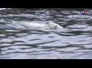 Bretagne : les soigneurs d'Océanopolis prennent en charge les phoques gris