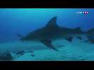 Un documentaire pour dédiaboliser le requin bouledogue
