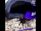 Des araignées dangereuses prolifères en Australie, après les incendies